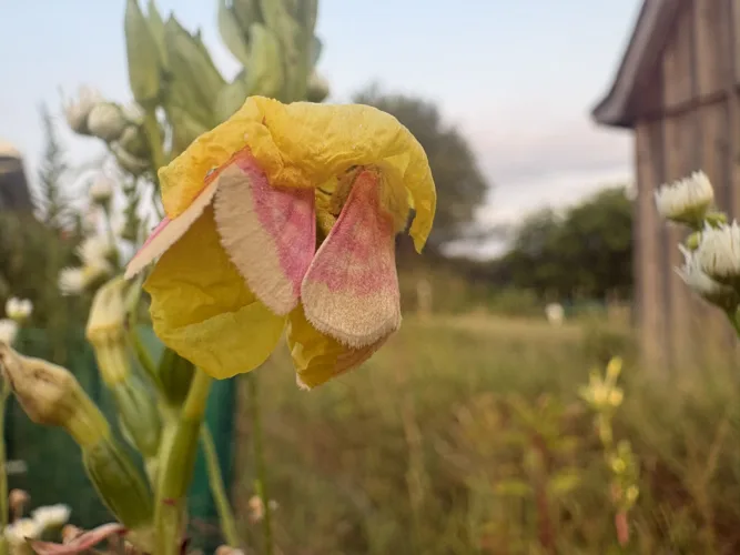 Sleeping moths keep nature alive